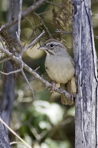 Rufous-crowned Sparrow