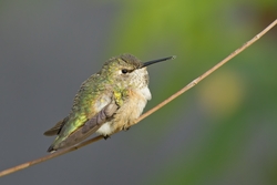 Rufous Hummingbird