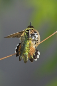 Rufous Hummingbird