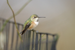 Rufous Hummingbird