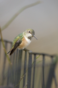 Rufous Hummingbird