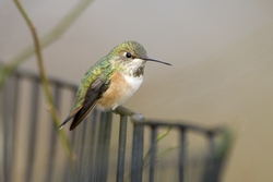 Rufous Hummingbird
