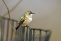 Rufous Hummingbird