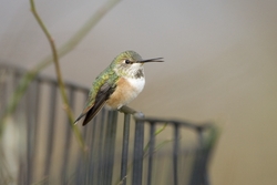 Rufous Hummingbird
