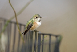 Rufous Hummingbird