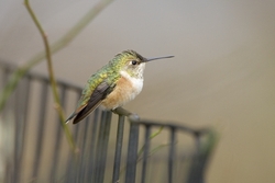 Rufous Hummingbird
