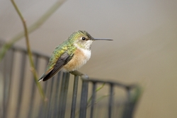 Rufous Hummingbird