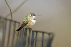 Rufous Hummingbird