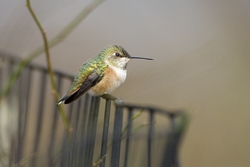 Rufous Hummingbird