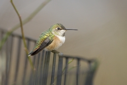 Rufous Hummingbird
