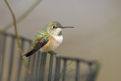 Rufous Hummingbird
