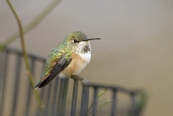 Rufous Hummingbird