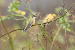 Rufous Hummingbird