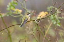 Rufous Hummingbird