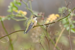 Rufous Hummingbird