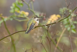 Rufous Hummingbird