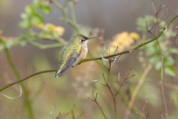 Rufous Hummingbird