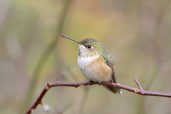 Rufous Hummingbird