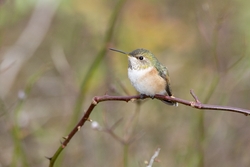 Rufous Hummingbird