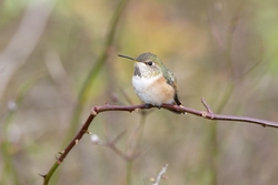 Rufous Hummingbird