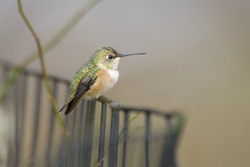Rufous Hummingbird