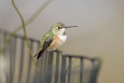 Rufous Hummingbird