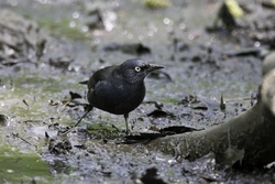 Rusty Blackbird