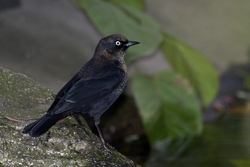 Rusty Blackbird