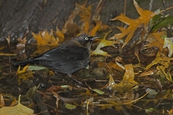 Rusty Blackbird