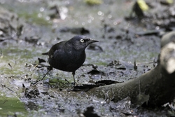 Rusty Blackbird