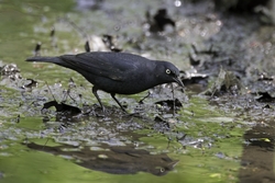 Rusty Blackbird