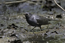 Rusty Blackbird