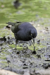 Rusty Blackbird