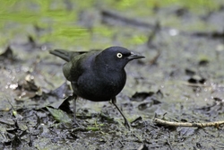 Rusty Blackbird