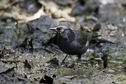 Rusty Blackbird