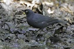 Rusty Blackbird