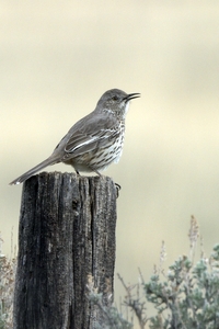 Sage Thrasher