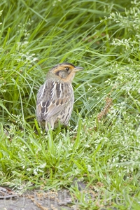 Saltmarsh Sparrow