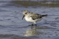 Sanderling