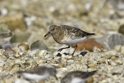 Sanderling