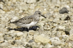 Sanderling
