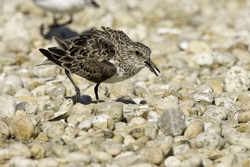 Sanderling