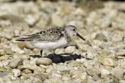 Sanderling