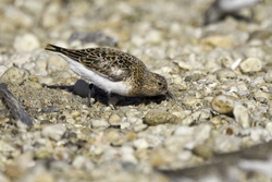 Sanderling