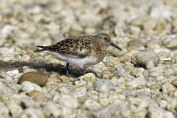 Sanderling
