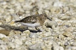 Sanderling