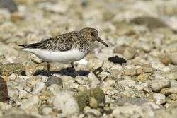 Sanderling
