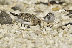 Sanderling