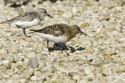 Sanderling
