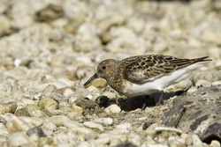 Sanderling